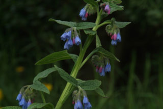 Symphytum azureumSmeerwortel bestellen